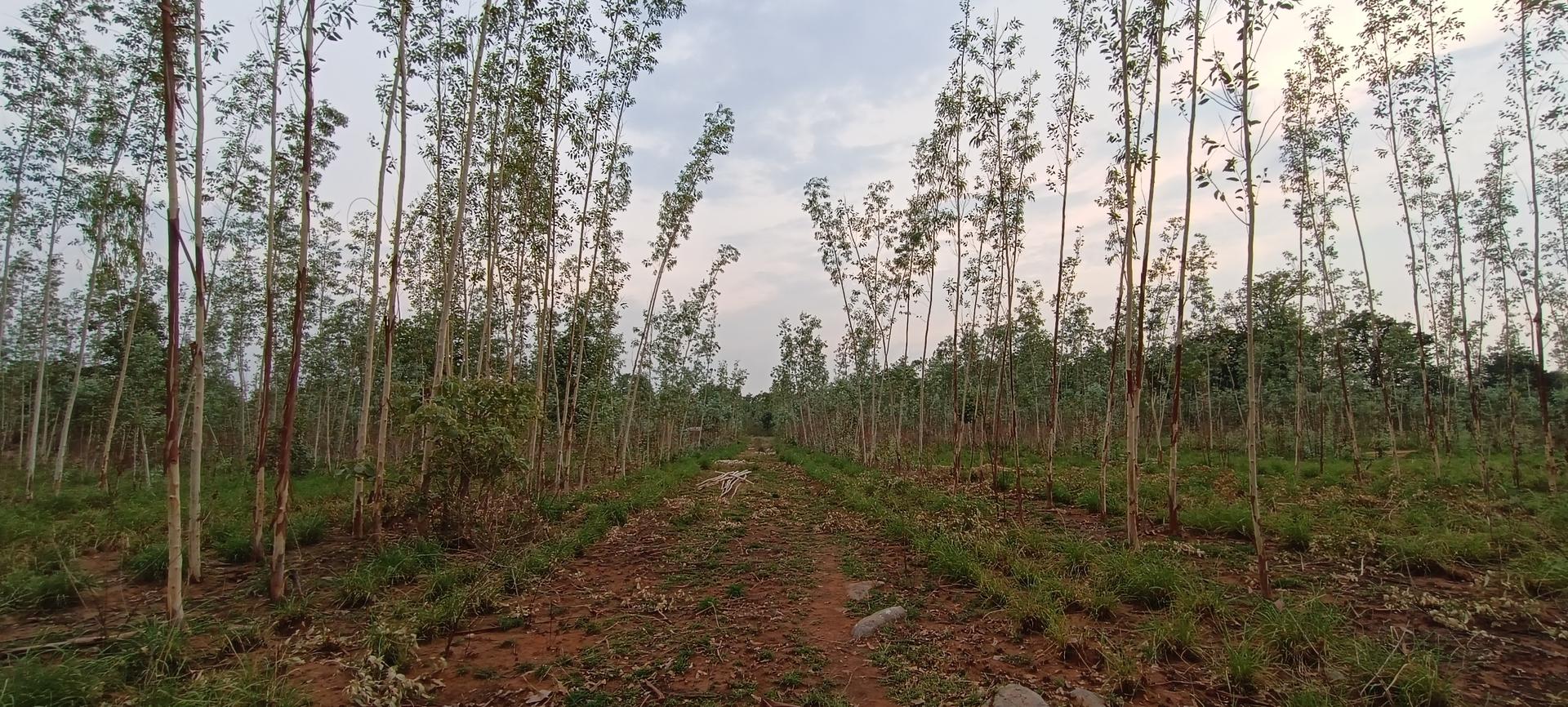 Katni farms and oil extraction